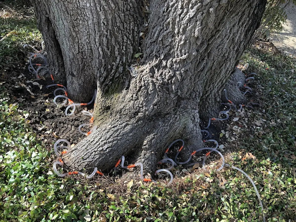 Detailed Tree Cabling and Bracing job site in Cardale