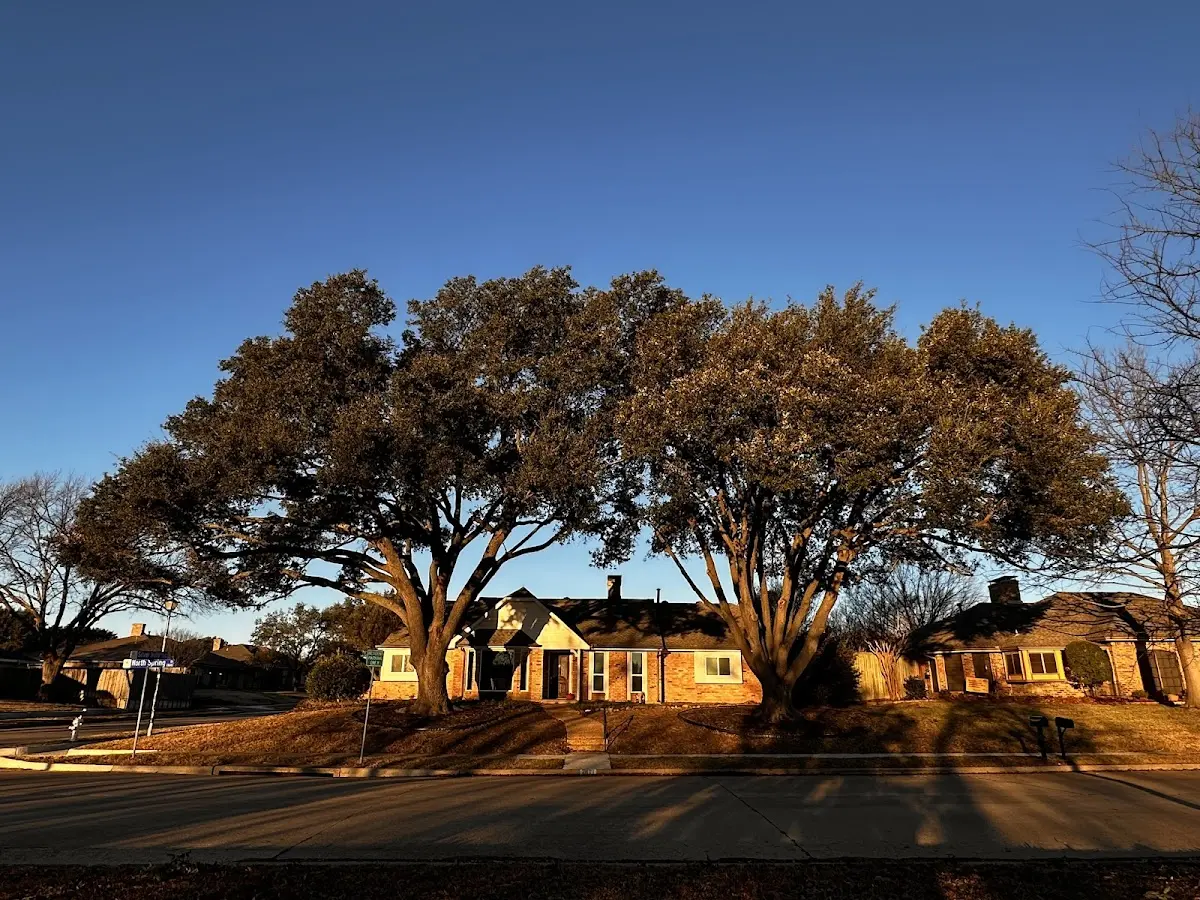 Established residential canopy tree shading a home in Cardale