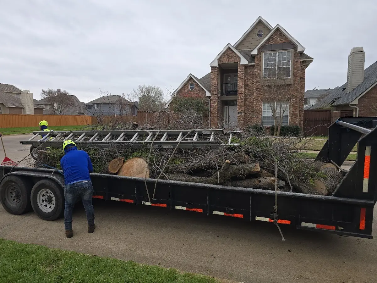 Expert Deadwooding with proper safety equipment in Cardale